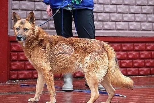 KACPER - średniej wielkości rudzielec do adopcji