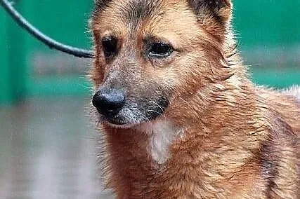 KACPER - średniej wielkości rudzielec do adopcji