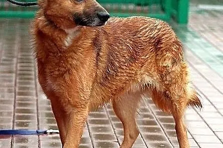 KACPER - średniej wielkości rudzielec do adopcji