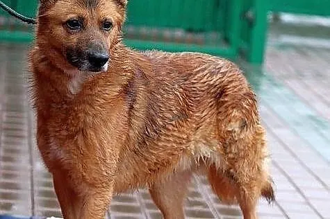 KACPER - średniej wielkości rudzielec do adopcji