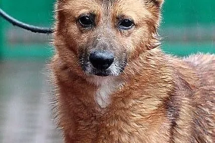 KACPER - średniej wielkości rudzielec do adopcji