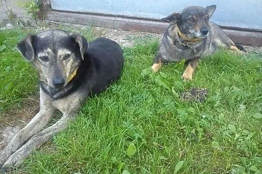Jadźka i Kapciuszek szukają domu,  lubelskie Lubli