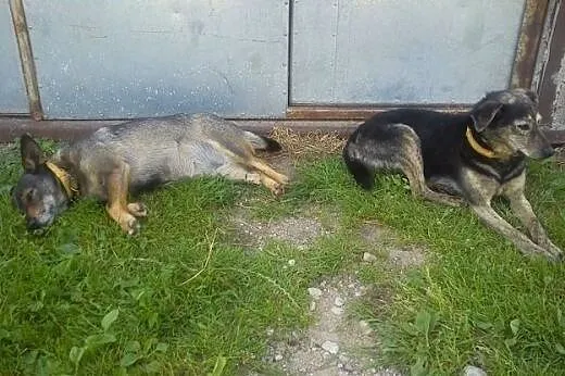 Jadźka i Kapciuszek szukają domu,  lubelskie Lubli