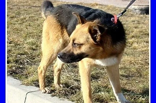 Średni 15 kg pies EMO, pogodny, towarzyski,wesoły_Adopcja_