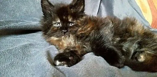 Maine coon czarna kotka, Koty maine coon cała Pol