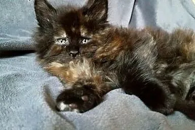 Maine coon czarna kotka,  Koty maine coon cała Pol