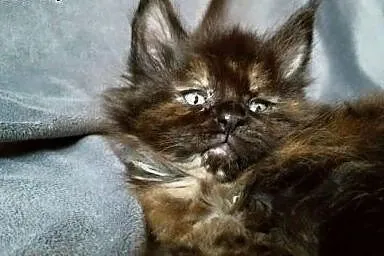 Maine coon czarna kotka,  Koty maine coon cała Pol