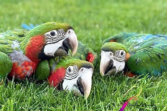 Ara Harlekin