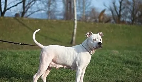 Amstaffka Luna pilnie szuka domu!