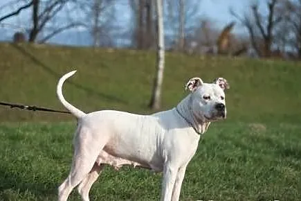 Amstaffka Luna pilnie szuka domu!