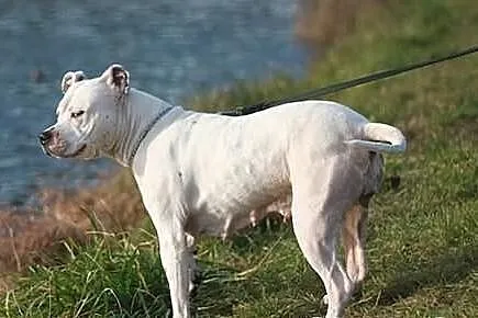 Amstaffka Luna pilnie szuka domu!