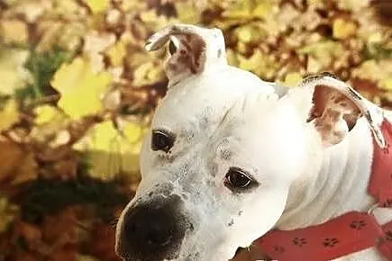 Amstaffka Luna pilnie szuka domu!