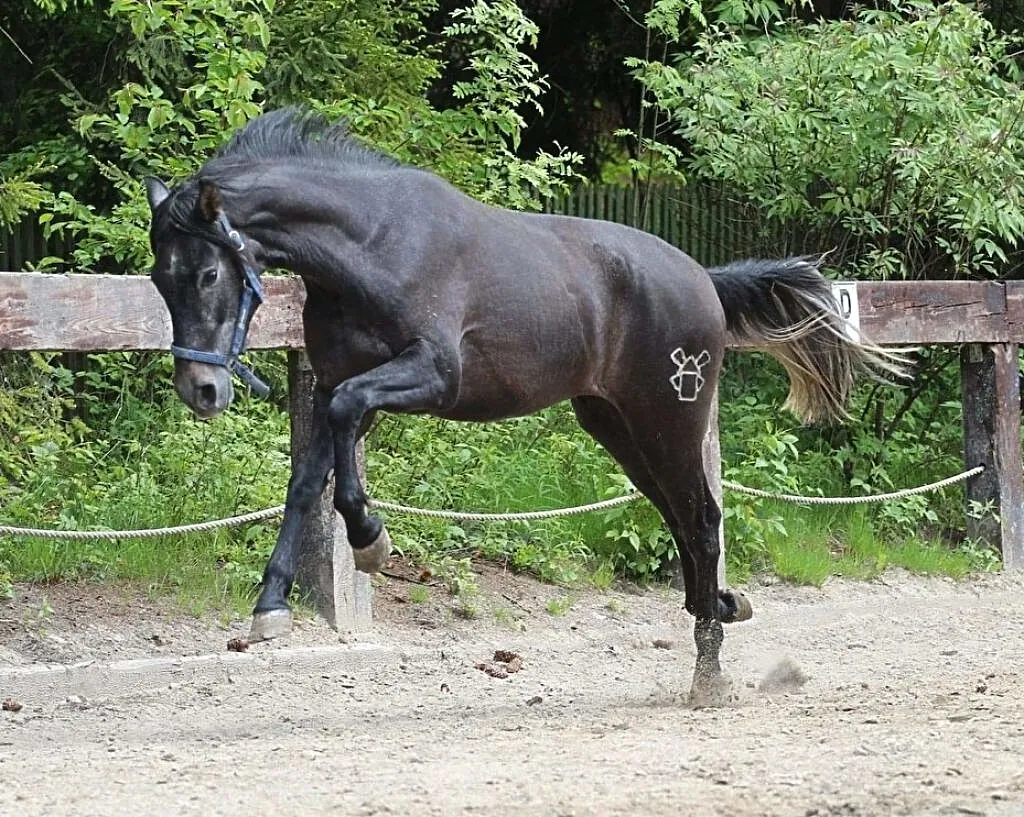 Klacz do hodowli, ,