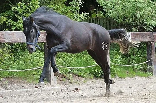 Klacz do hodowli, , 