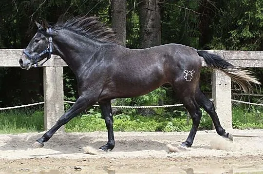 Klacz do hodowli, , 