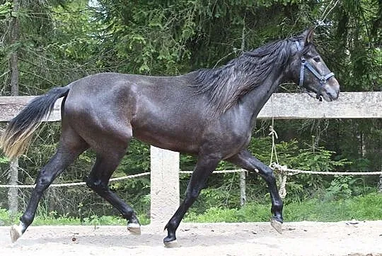 Klacz do hodowli, , 