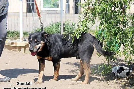 Gandalf - spokojny, dojrzały pies, Nowy Dwór Mazowiecki