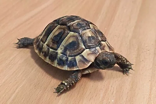 Zółw Grecki z 2025 roku