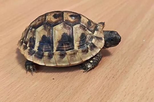 Zółw Grecki z 2025 roku, Dolnośląskie, Oława