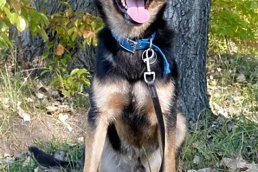 Tajger – młody i zdolny pies z ikrą. Do adopcji.,  śląskie Katowice