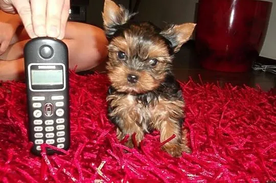 York, yorkshire terrier malutkie