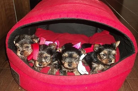 York, yorkshire terrier malutkie