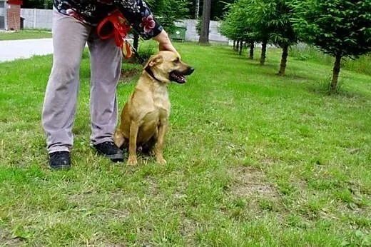 Ramzes 1,5 roczny rudasek czeka na dom ,  dolnoślą
