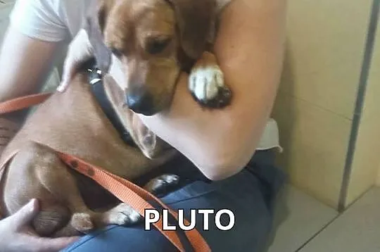 Pogodny, przyjazny Pluto, cudny psiak w skarpetkac