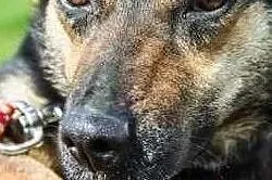 Uwielbiam towarzystwo człowieka adoptuj mnie i pokochaj, Mazowieckie, Warszawa