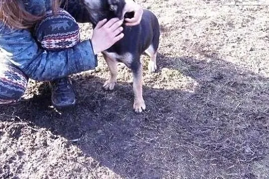 Uwielbiam towarzystwo człowieka adoptuj mnie i pokochaj, Mazowieckie, Warszawa