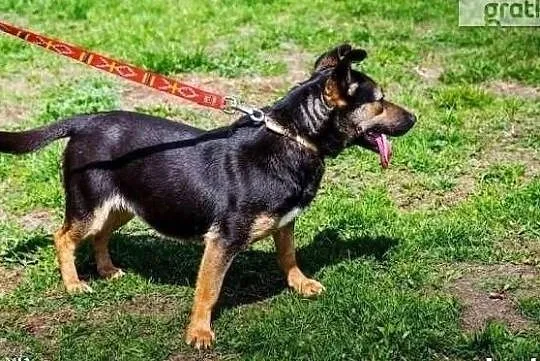 Uwielbiam towarzystwo człowieka adoptuj mnie i pokochaj, Mazowieckie, Warszawa