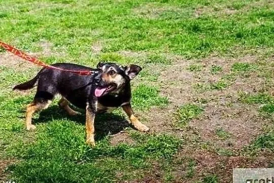 Uwielbiam towarzystwo człowieka adoptuj mnie i pokochaj, Mazowieckie, Warszawa