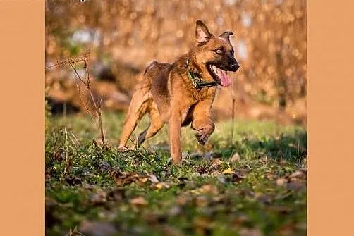 Zamiast psiego latawca pokochaj mądrego DZIURAWCA,