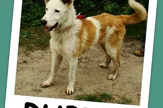 Młody,11 m-cy,radosny ,przyjacielski,zabawowy psia