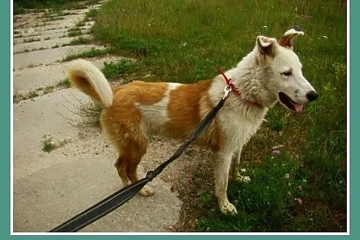 Młody,11 m-cy,radosny ,przyjacielski,zabawowy psia