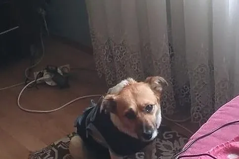 LENKA młoda sunia szuka kochającego i odpowiedzialnego domku, Łódzkie, Łódź