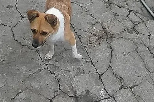 LENKA młoda sunia szuka kochającego i odpowiedzialnego domku, Łódzkie, Łódź