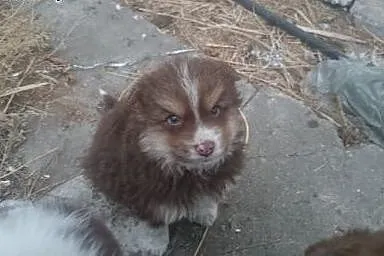 Maleńkie pieski poszukują domu!,  mazowieckie Pias