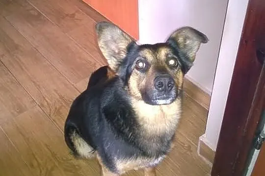 Fiolka - pies idealny szuka idealnego domu!