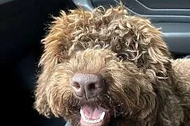 Lagotto Romagnolo - ( pies na trufle DOGOTERAPIA) Hodowla  ZKwP Szczecin