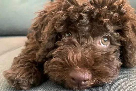 Lagotto Romagnolo - ( pies na trufle DOGOTERAPIA) Hodowla  ZKwP Szczecin, Zachodniopomorskie, Szczecin