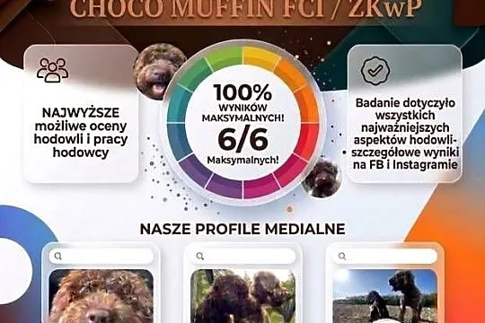 Lagotto Romagnolo - ( pies na trufle DOGOTERAPIA) Hodowla  ZKwP Szczecin, Zachodniopomorskie, Szczecin