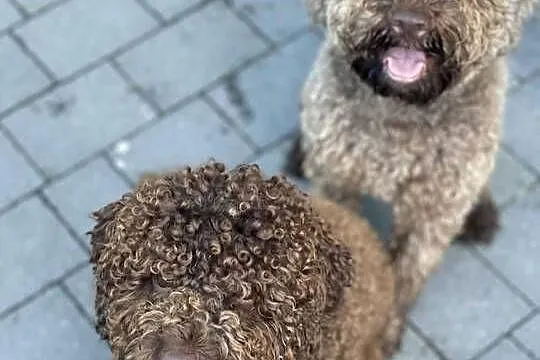 Lagotto Romagnolo - ( pies na trufle DOGOTERAPIA) Hodowla  ZKwP Szczecin, Zachodniopomorskie, Szczecin