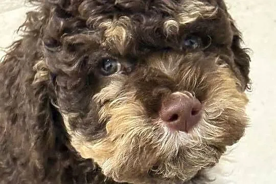 Lagotto Romagnolo - ( pies na trufle DOGOTERAPIA) Hodowla  ZKwP Szczecin, Zachodniopomorskie, Szczecin