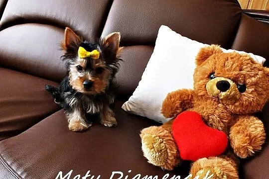 MINI dziewczynka Yorkshire Terrier York Miniaturka, Żary