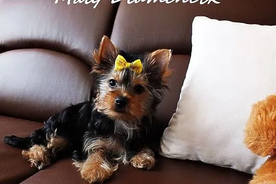 MINI dziewczynka Yorkshire Terrier York Miniaturka, Żary