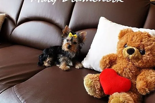 MINI dziewczynka Yorkshire Terrier York Miniaturka, Żary