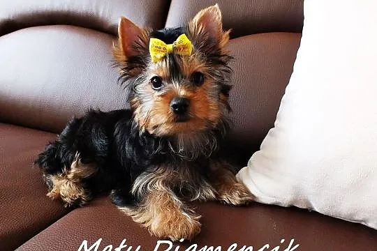 MINI dziewczynka Yorkshire Terrier York Miniaturka, Żary