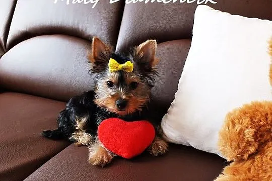 MINI dziewczynka Yorkshire Terrier York Miniaturka, Żary