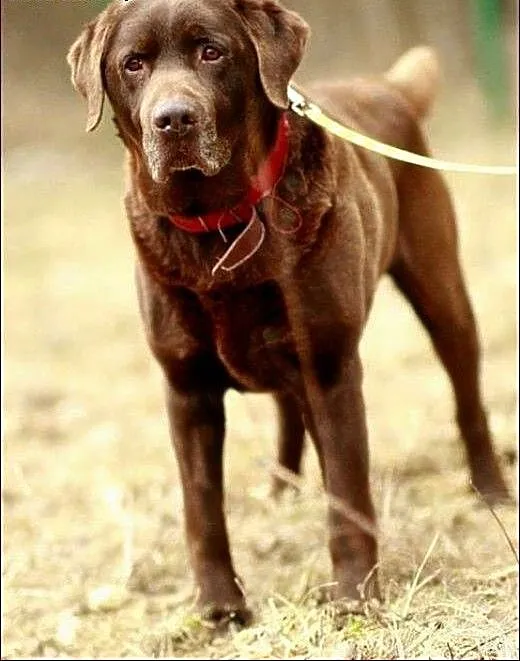 Makler - młody, czekoladowy labrador :), warmińsk